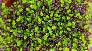 FDA Compliance Pause Doesn’t Apply to Microgreens Growers