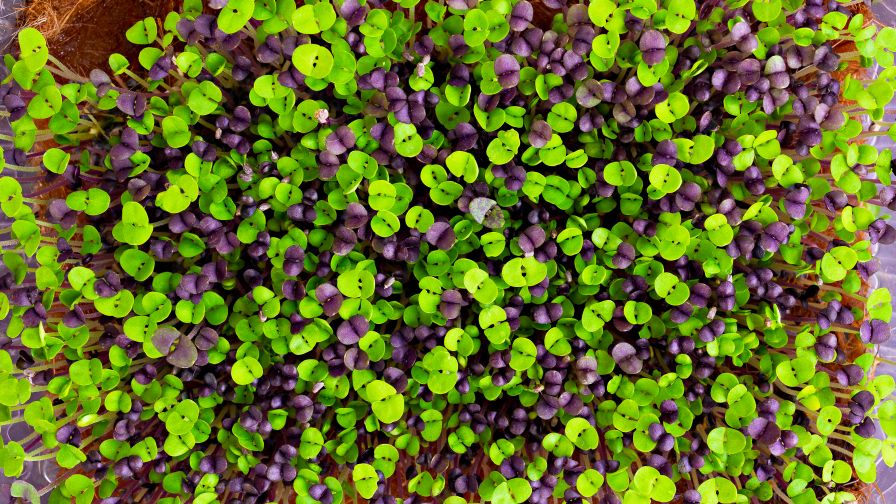 basil microgreens close-up top view. microgreens growing in tray. city farming indoor concept