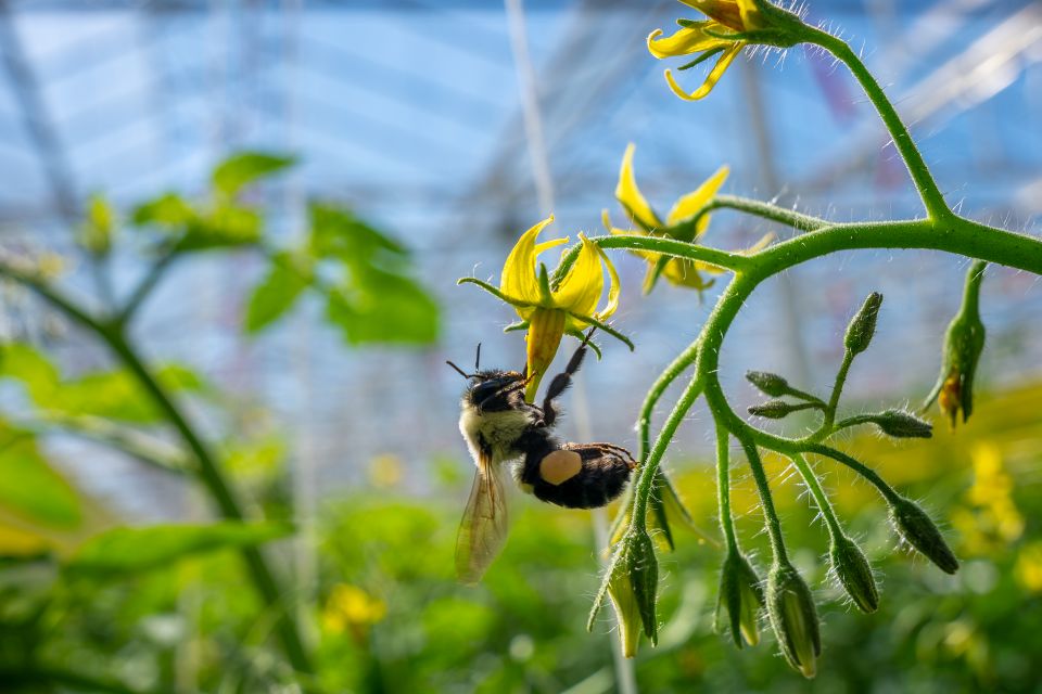 Climate is critical to pollination efforts, says Alexander, and the company’s research deemed the Virginia site to be the “Goldilocks zone of optimum pollination” for tomatoes.