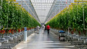 Why Pluck’d Is Banking on American-Grown Greenhouse Tomatoes