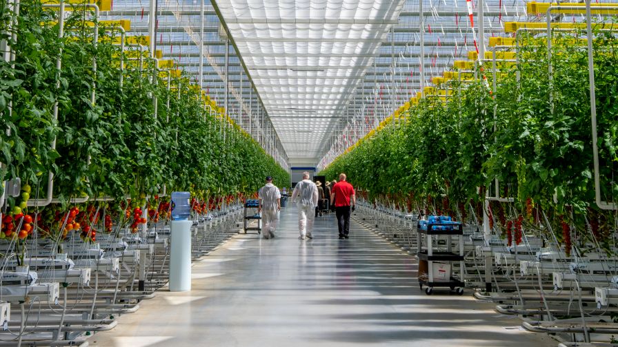 The grower is betting on its proximity to major U.S. metros and distribution centers as a key to winning consumers. “It’s fresher than imports,” says CEO Ben Alexander. “We can be picked today and in D.C. tomorrow.”