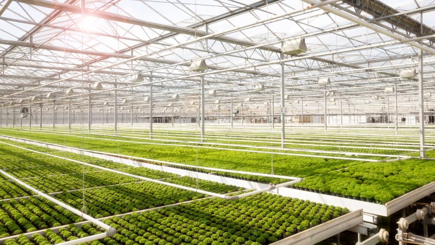 sun summer interior greenhouse growing heat hot humidity challenges adobe stock.