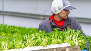 Local Bounti Sees Growing Retail Focus on CEA Food Safety