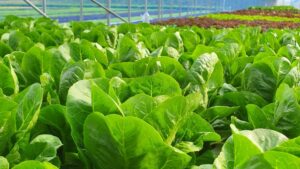 Research Brief: Managing Heat Stress in Lettuce