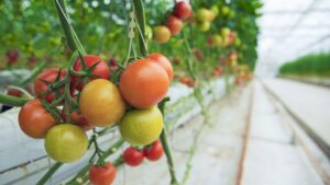 Research Brief: Agrivoltaics for Greenhouse Tomato Production