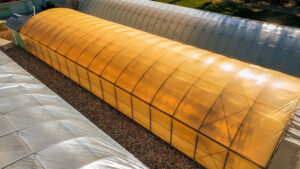 Spectrum Control vs. LEDs: Rethinking Greenhouse Lighting Economics