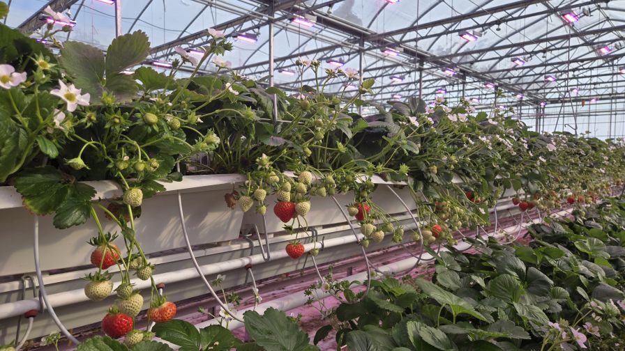 Variable-spectrum LED systems provide flexibility to adapt light to the greenhouse’s environment, the cultivar, and different plant growth stages to maximize yield.