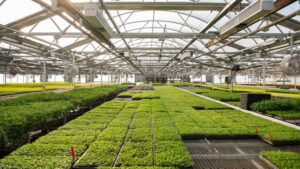 Right-Sizing Light: What Works in Today’s Greenhouses