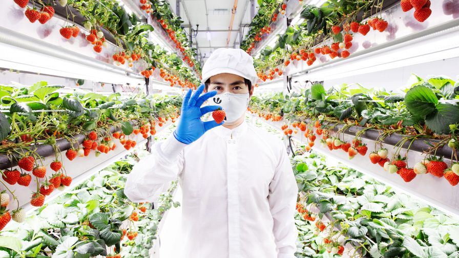Oishii CEO Hiroki Koga says that strawberries are “one of the hardest paths in indoor farming.”