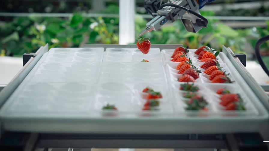 Recent investments confirm Oishii’s commitment to robotics and automation, while new packaging and lower-priced berries sweeten the appeal to consumers.