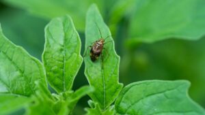 Registration Now Open for the Integrated Pest and Pathogen Management in CEA Symposium
