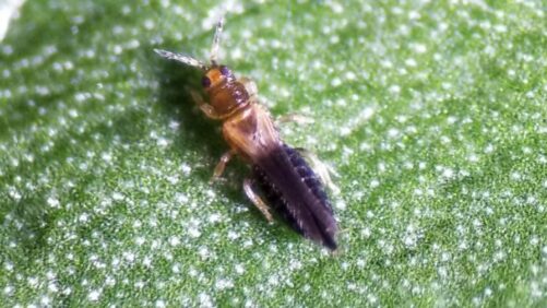 The Latest Thrips Parvispinus Research Reveals New Greenhouse IPM Strategies
