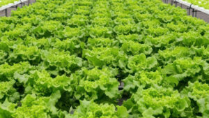 Foreclosure Auction – State-of-the-Art Hydroponic Greenhouse
