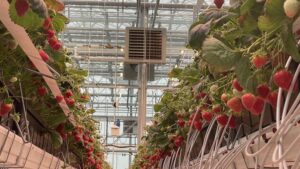 Registration Open for the 2026 Strawberry School Online