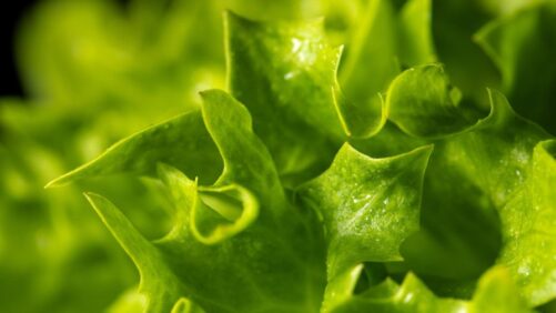 Enza Zaden Issues Terminology Update on Lettuce Mosaic Virus Resistance