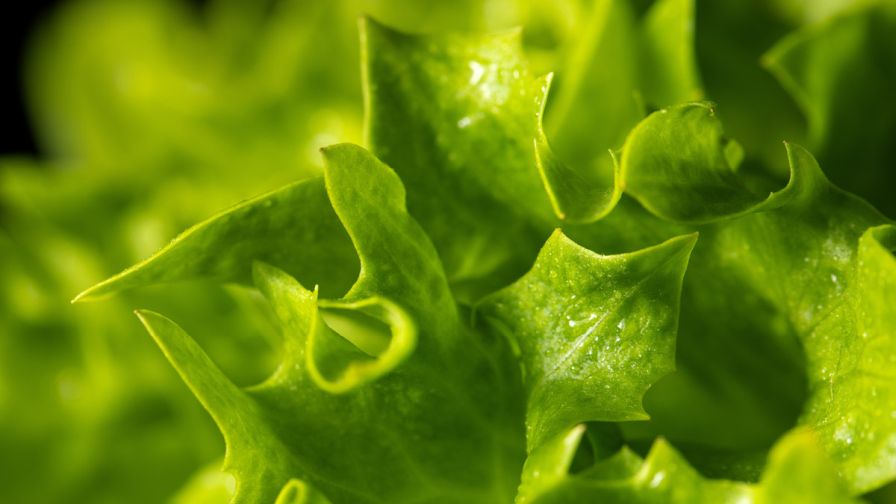 The Eazyleaf® lettuce variety from Enza Zaden.