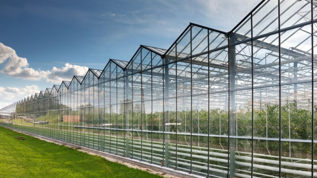 Large glass greenhouse for growing tomatoes background sky.