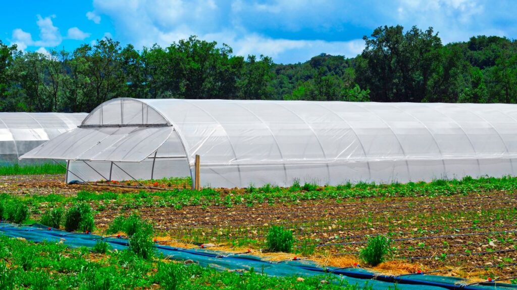 Some high tunnels with different cultivars in a farm