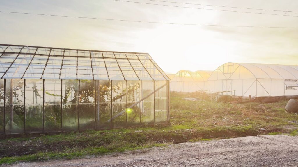 Commercial greenhouse complex with glass greenhouse, plastic tunnel greenhouses at sunrise, showcasing modern agriculture, protected crop cultivation, horticulture, sustainable farming, food production concept.